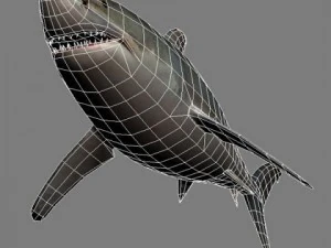 Shark 3D Model