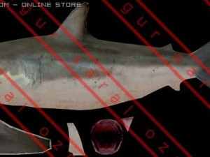 Shark 3D Model