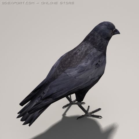 Crow 3d Model In Bird 3dexport