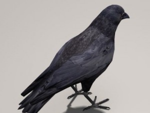 Crow 3D 模型