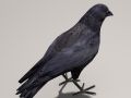 Crow 3d Model In Bird 3dexport