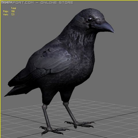 Crow 3d Model In Bird 3dexport