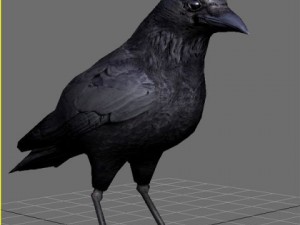 Crow 3D 模型