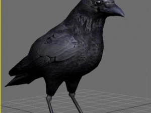 Crow 3D Model