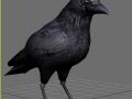 Crow 3d Model In Bird 3dexport