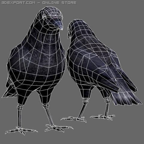 Crow 3d Model In Bird 3dexport