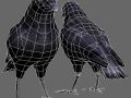 Crow 3d Model In Bird 3dexport