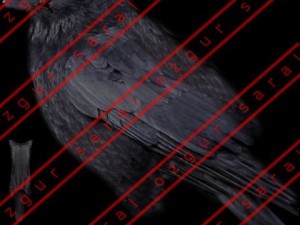 Crow 3D 模型