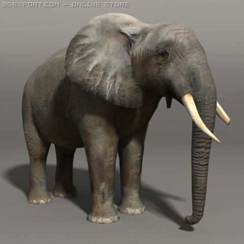 Elephant Modello 3D .c4d .max .obj .3ds .fbx .stl .blend 