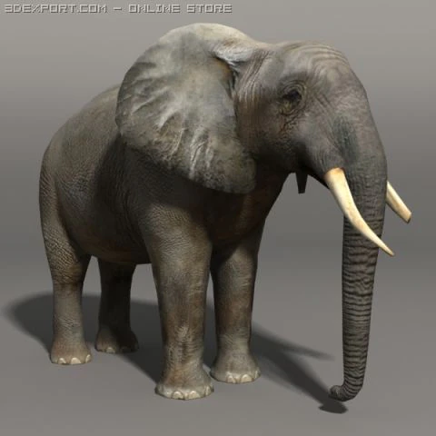 Elefante Modello 3D .c4d .max .obj .3ds .fbx .stl .blend 