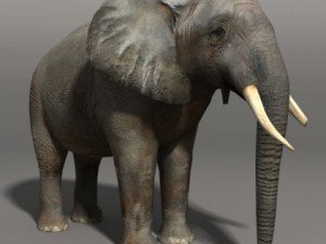 Elephant 3D Model