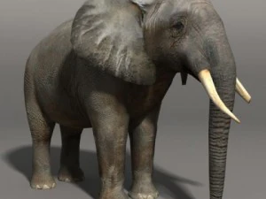 Słoń Model 3D