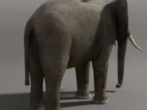 Elephant Modello 3D