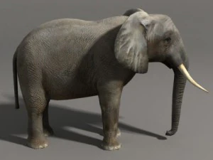 Elefante Modello 3D