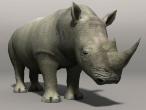 Rhino Modello 3D