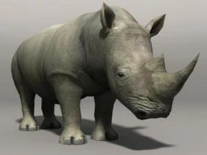 犀牛 3D 模型