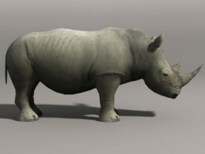 Rhino 3D Model