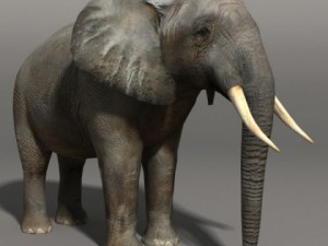 Elephant and rhino 3D मॉडल