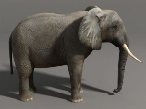 Elephant and rhino 3D मॉडल