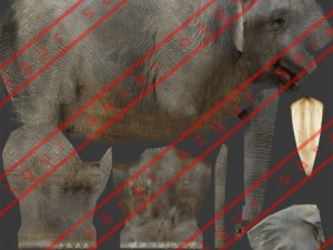 Elephant and rhino 3D मॉडल
