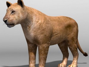 Lioness 3D Model
