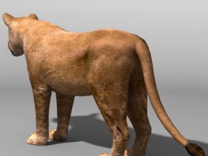 Lioness 3D Model