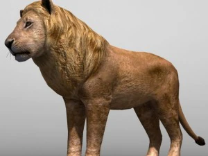 Lion family 3D Model