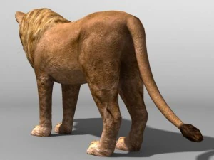 Lion family 3D Model