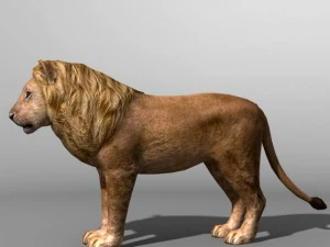 Lion family 3D Model