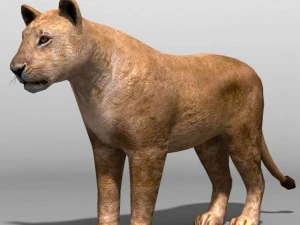 Lion family 3D Model