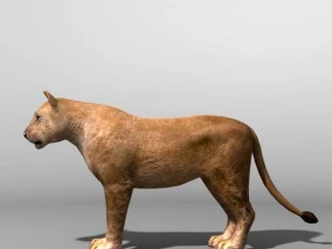 Lion family 3D Model