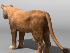 Lion family 3D Model