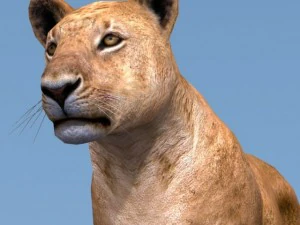 Lion family 3D Model
