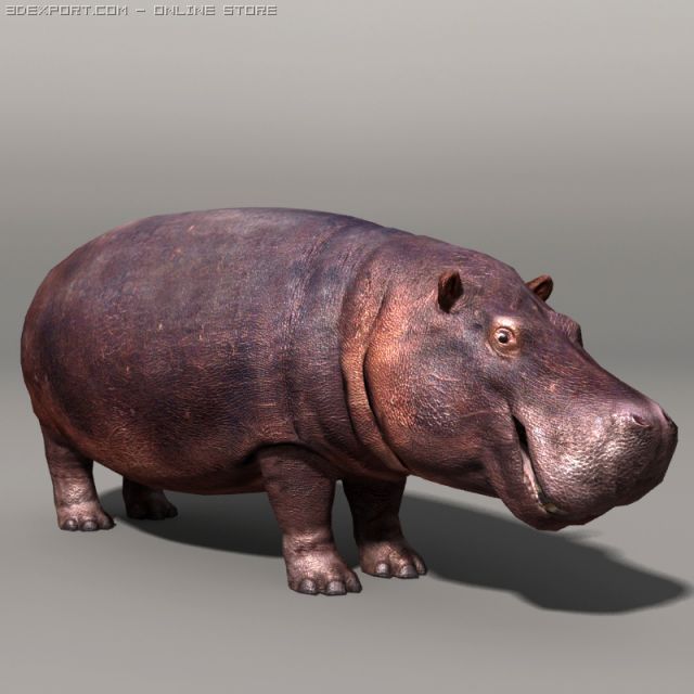 Hippopotamus 3D Model .c4d .max .obj .3ds .fbx .stl .blend 