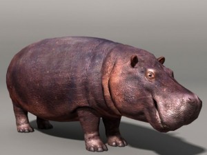 Hippopotamus 3D Model