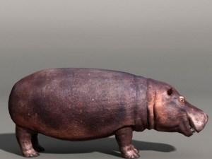 Hippopotamus 3D Model
