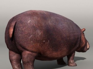 Hippopotamus 3D Model