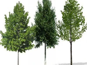greenpiece 3D Model