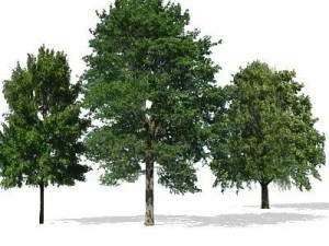 greenpiece 3D Model