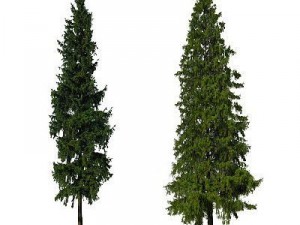 greenpiece Modello 3D