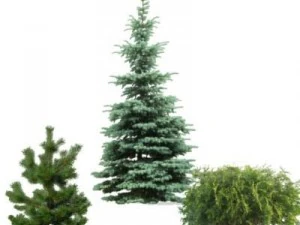 greenpiece 3D Model