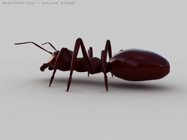 ant 3D 모델 .c4d .max .obj .3ds .fbx .stl .blend 