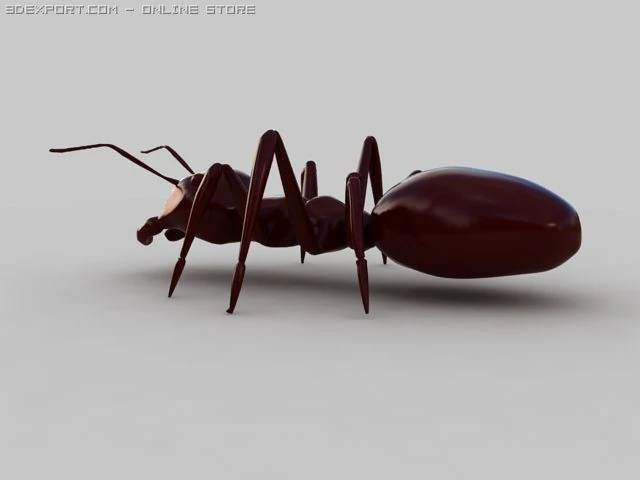 mr&oacute;wka Model 3D .c4d .max .obj .3ds .fbx .stl .blend 