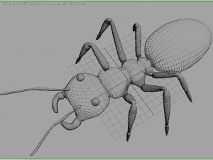 ant 3D 모델