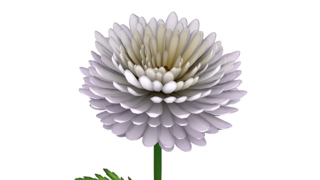 chrysanthemum 3D 模型 .c4d .max .obj .3ds .fbx .stl .blend 