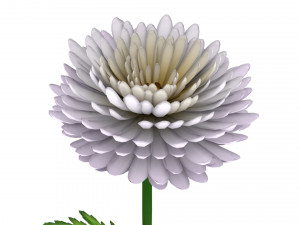 chrysanthemum 3D Модель