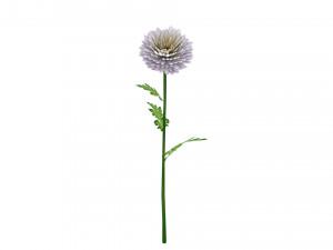 chrysanthemum 3D 模型