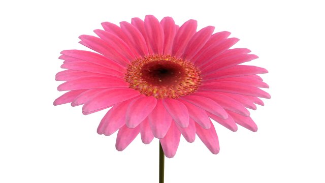 gerbera Model 3D .c4d .max .obj .3ds .fbx .stl .blend 