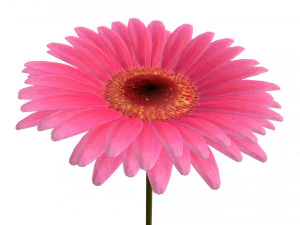 gerbera Model 3D