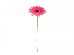 gerbera Model 3D